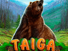 Taiga